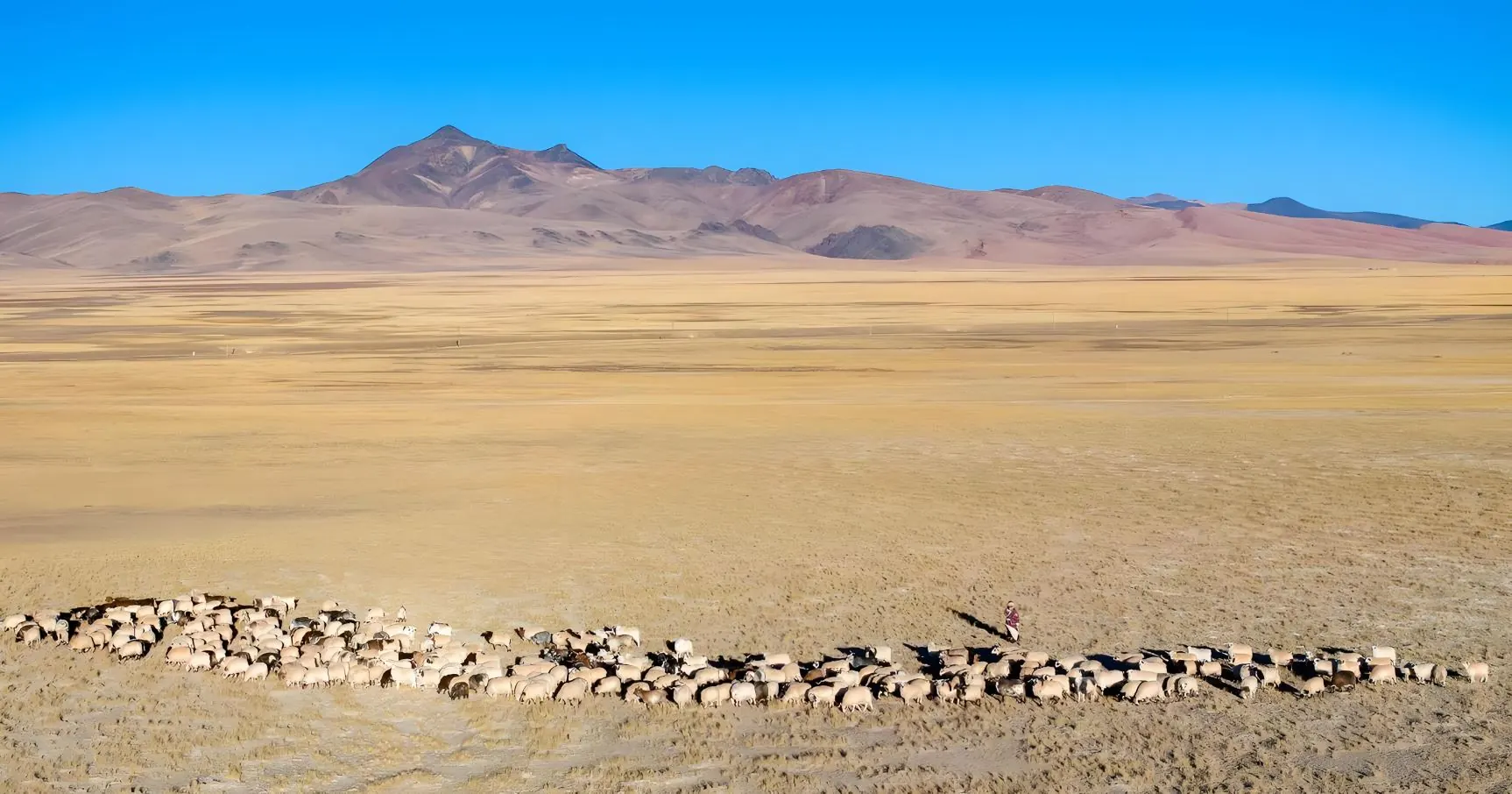 The open grassland of northern Tibet with yaks and snow peaks