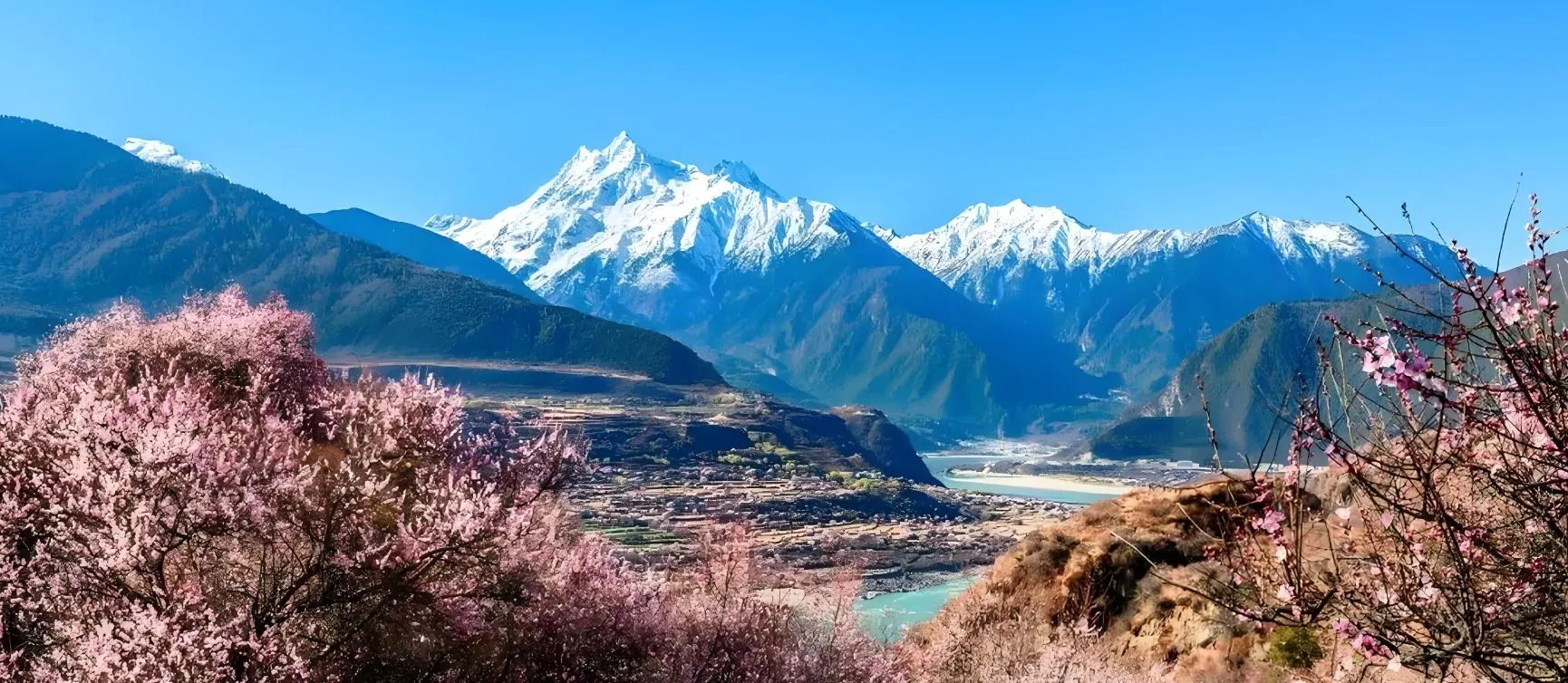 Peach blossom in the Nyingchi valley below snow peaks