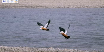 Wild Duck in Lhasa River